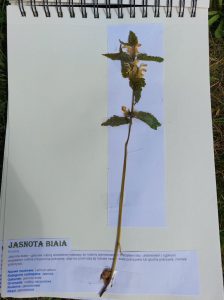 2022 ROKIEM BOTANIKI-zielniki