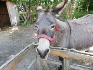 MINI  Zoo – wycieczka kl. I-III